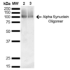 Mouse Anti-Alpha Synuclein Antibody [3C11] used in Western Blot (WB) on Mouse, Rat  Brain (SMC-530)