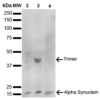 Mouse Anti-Alpha Synuclein Antibody [10H7] used in Western Blot (WB) on Human, Mouse, Rat Brain (SMC-531)