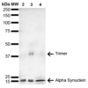Mouse Anti-Alpha Synuclein Antibody [4F1] used in Western Blot (WB) on Human, Mouse, Rat Brain (SMC-533)