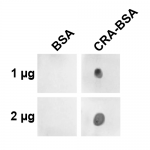 SMC-534_Crotonaldehyde_Antibody_2A81_DB_1.png