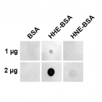 SMC-536_4-Hydroxy-2-hexenal_Antibody_5C111_DB_1.png