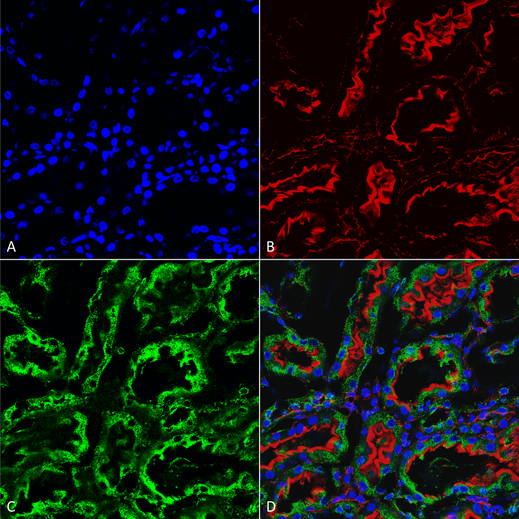 <p>Immunohistochemistry analysis using Mouse Anti-KDEL Monoclonal Antibody, Clone 2C1 (SMC-539). Tissue: kidney. Species: Rat. Fixation: Formalin fixed, paraffin embedded. Primary Antibody: Mouse Anti-KDEL Monoclonal Antibody (SMC-539) at 1:25 for 1 hour at RT. Secondary Antibody: Goat Anti-Mouse IgG: Alexa Fluor 488. Counterstain: Actin-binding Phalloidin-Alexa Fluor 633; DAPI (blue) nuclear stain. Magnification: 63X. (A) DAPI (blue) nuclear stain. (B) Phalloidin Alexa Fluor 633 F-Actin stain. (C) KDEL Antibody (D) Composite.</p>
