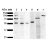 Mouse Anti-KDEL Antibody [2C1] used in Western Blot (WB) on Human Cervical cancer cell line (HeLa) lysate (SMC-539)