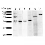 SMC-540_KDEL_Antibody_2D6_WB_Human_HeLa-cell-lysates_1.png