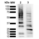 SMC-548_Ubiquitin_Antibody_RGL3R_WB_Purified-poly-ubiquitin-chains_1.png