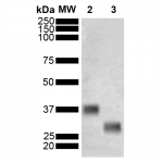 SMC-549_GST_Antibody_3E2_WB_Schistosoma-japonicum_Purified-GST_1.png