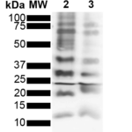 SMC-550_Ubiquitin_Antibody_FK2_WB_Purified-poly-ubiquitin-chains_1.png