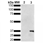 SMC-551_Metallothionein_Antibody_1F5_WB_Pseudomonas-aeruginosa_Metallothionein-PmtA-GST-tagged_1.png