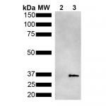 SMC-552_Metallothionein_Antibody_2B5_WB_Pseudomonas-aeruginosa_Metallothionein-PmtA-GST-tagged_1.png