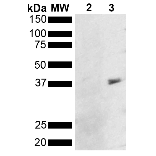 <p>Western Blot analysis of Pseudomonas aeruginosa Metallothionein (PmtA) GST tagged showing detection of 36 kDa Metallothionein protein using Mouse Anti-Metallothionein Monoclonal Antibody, Clone 8D8 (SMC-553). Lane 1: Molecular Weight Ladder (MW). Lane 2: GST. Lane 3: Purified Pseudomonas aeruginosa Metallothionein (PmtA) GST tagged. Load: 1 µg. Block: 5% Skim Milk powder in TBST. Primary Antibody: Mouse Anti-Metallothionein Monoclonal Antibody (SMC-553) at 1:1000 for 2 hours at RT. Secondary Antibody: Goat Anti-Mouse IgG:HRP at 1:5000 for 1 hour at RT. Color Development: ECL solution for 5 min in RT. Predicted/Observed Size: 36 kDa.</p>
