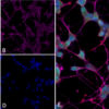 Mouse Anti-Thyroid Hormone Receptor Antibody [H43] used in Immunocytochemistry/Immunofluorescence (ICC/IF) on Human Differentiated SH-SY5Y (SMC-561)