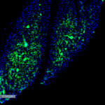 SMC-561_Thyroid-Hormone-Receptor_Antibody_H43_IHC_Mouse_Thyroid_1.png