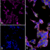 Mouse Anti-Parvalbumin Antibody [C12] used in Immunocytochemistry/Immunofluorescence (ICC/IF) on Human Undifferentiated SH-SY5Y (SMC-563)
