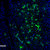 Mouse Anti-Parvalbumin Antibody [C12] used in Immunohistochemistry (IHC) on Mouse Thyroid (SMC-563)