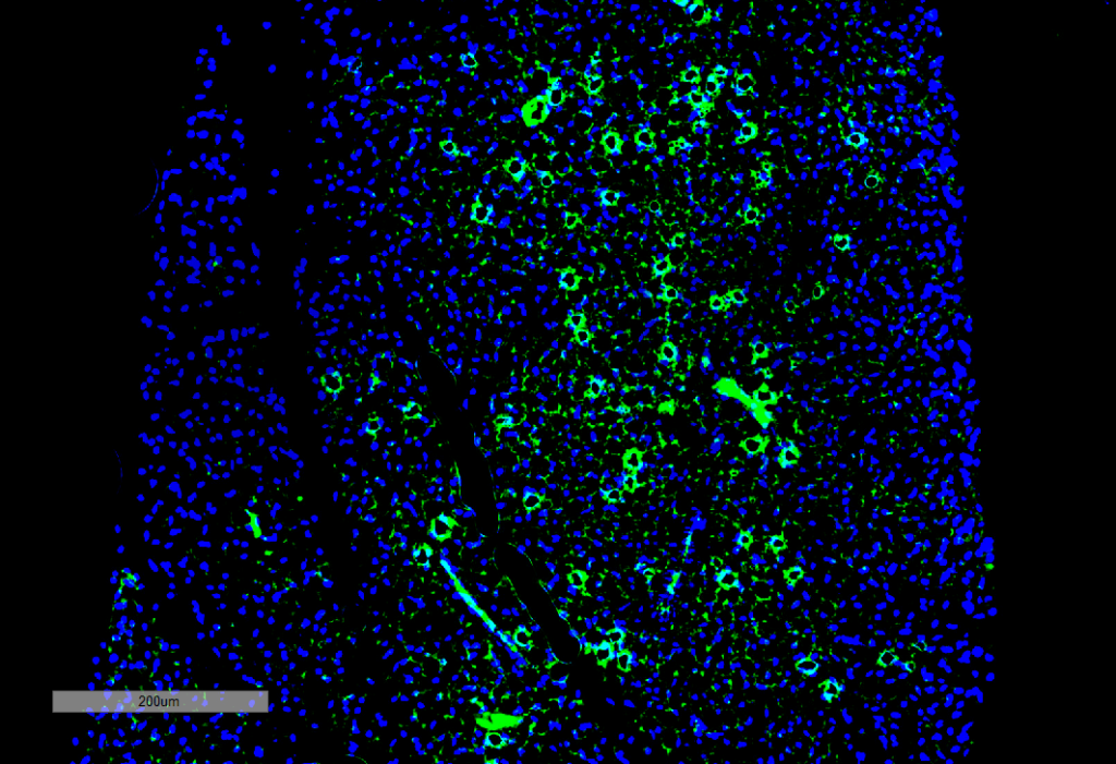 <p>Immunohistochemistry analysis using Mouse Anti-Parvalbumin Monoclonal Antibody, Clone C12 (SMC-563). Tissue: Thyroid. Species: Mouse. Primary Antibody: Mouse Anti-Parvalbumin Monoclonal Antibody (SMC-563) at 1:100 for Overnight at 4C, then 30 min at 37C. Secondary Antibody: Goat Anti-Mouse IgG (H+L): FITC for 45 min at 37C. Counterstain: DAPI for 3 min at RT. Magnification: 5X.</p>
