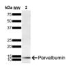 Mouse Anti-Parvalbumin Antibody [C12] used in Western Blot (WB) on Rat brain (SMC-563)