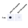 Rabbit Anti-Alpha Synuclein Antibody (pSer129) [J18] used in Dot Blot (DB) on  alpha synuclein peptide (SMC-600)