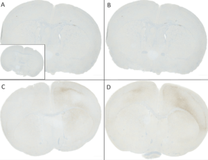 Rabbit Anti-Alpha Synuclein Antibody (pSer129) [J18] used in Immunohistochemistry (IHC) on Mouse Brain (SMC-600)
