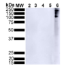 Rabbit Anti-Alpha Synuclein Antibody (pSer129) [J18] used in Western Blot (WB) on Human Alpha Synuclein (SMC-600)