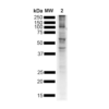 Rabbit Anti-Alpha Synuclein Antibody (pSer129) [J18] used in Western Blot (WB) on Mouse Brain (SMC-600)