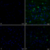 Rabbit Anti-Tau Antibody (pSer202/ pThr205) [AH36] used in Immunohistochemistry (IHC) on Mouse Brain slice (SMC-601)