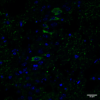 Rabbit Anti-Tau Antibody (pSer202/ pThr205) [AH36] used in Immunohistochemistry (IHC) on Mouse Brain slice (SMC-601)