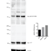 Rabbit Anti-Tau Antibody (pSer202/ pThr205) [AH36] used in Western Blot (WB) on Human iPSC-derived cortical neurons (SMC-601)