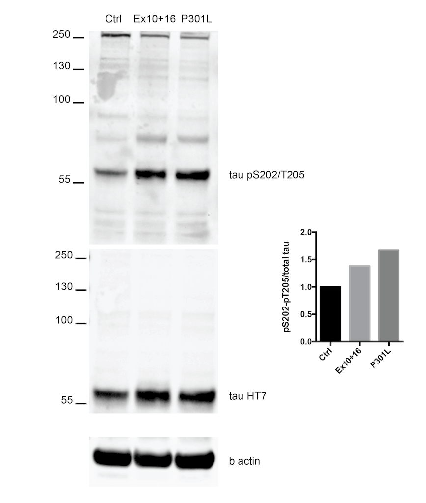 <p>Western Blot analysis of Human iPSC-derived cortical neurons showing detection of Tau protein using Rabbit Anti-Tau Monoclonal Antibody, Clone AH36 (SMC-601). Lane 1: MW ladder. Lane 2: Control (non-disease) line. Lane 2: Ex10+16 tau mutant sample. Lane 3: P301L tau mutant sample. . Load: 50ug. Primary Antibody: Rabbit Anti-Tau Monoclonal Antibody (SMC-601) at 1:500 for Overnight. pSer202/pThr205 was detected using SMC-601. Total tau was detected using mouse anti-tau antibody (clone HT7). The bar graph on the right shows quantification of pSer202/pThr205 compared to total tau in each sample.. Courtesy of: Francesco Paonessa.</p>

