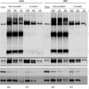 Mouse Anti-VPS35 Antibody [7E4] used in Immunoprecipitation (IP) on Human, Mouse MEF, A549 cells (SMC-602)