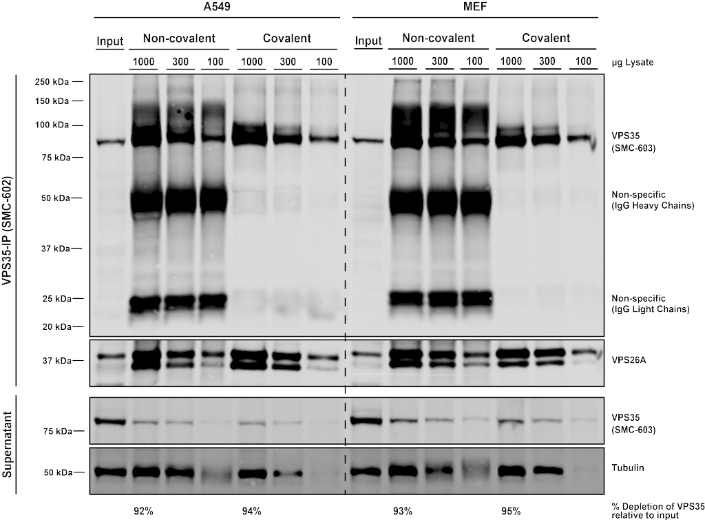 <p>Immunoprecipitation analysis using Mouse Anti-VPS35 Monoclonal Antibody, Clone 7E4 (SMC-602). Tissue: MEF, A549 cells. Species: Human, Mouse. Primary Antibody: Mouse Anti-VPS35 Monoclonal Antibody (SMC-602) at 1:5 (tissue culture supernatant). 10 ug antibody were coupled to 10 uL A/G resin beads either covalently (with DMP) or non-covalently (1 hour at 4 degrees). The antibody immunoprecipitates VPS35 in mouse and human cells effectively when covalently coupled to the beads..</p>
