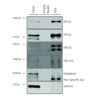 Mouse Anti-VPS35 Antibody [7E4] used in Immunoprecipitation (IP) on Human A549 cells (SMC-602)