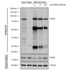 Mouse Anti-VPS35 Antibody [7E4] used in Immunoprecipitation (IP) on Human A549 cells (SMC-602)