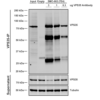 Mouse Anti-VPS35 Antibody [7E4] used in Immunoprecipitation (IP) on Mouse embryonic fibroblast (SMC-602)