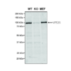 Mouse Anti-VPS35 Antibody [7E4] used in Western Blot (WB) on Human, Mouse A549, MEF (SMC-602)
