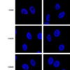 Mouse Anti-VPS35 Antibody [5A9] used in Immunocytochemistry/Immunofluorescence (ICC/IF) on Human A549 WT, VPS35 KO cells (SMC-603)
