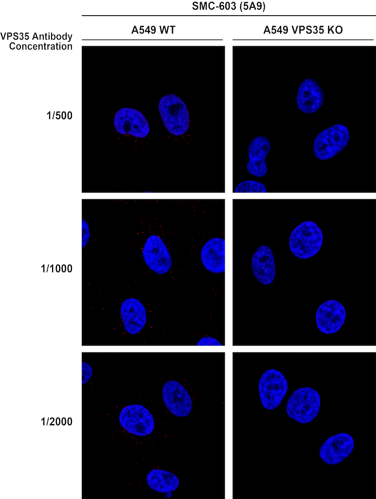 <p>Immunocytochemistry/Immunofluorescence analysis using Mouse Anti-VPS35 Monoclonal Antibody, Clone 5A9 (SMC-603). Tissue: A549 WT, VPS35 KO cells. Species: Human. Primary Antibody: Mouse Anti-VPS35 Monoclonal Antibody (SMC-603). Secondary Antibody: Donkey Anti-Mouse AlexaFluor 594. Clone can detect VPS35 at 1/2000 concentration.</p>
