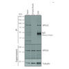 Mouse Anti-VPS35 Antibody [5A9] used in Immunoprecipitation (IP) on Human A549 cells (SMC-603)