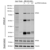 Mouse Anti-VPS35 Antibody [5A9] used in Immunoprecipitation (IP) on Human A549 cells (SMC-603)