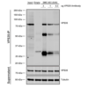 Mouse Anti-VPS35 Antibody [5A9] used in Immunoprecipitation (IP) on Mouse embryonic fibroblast (SMC-603)