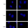 Mouse Anti-VPS35 Antibody [8A3] used in Immunocytochemistry/Immunofluorescence (ICC/IF) on Human A549 WT, VPS35 KO cells (SMC-604)