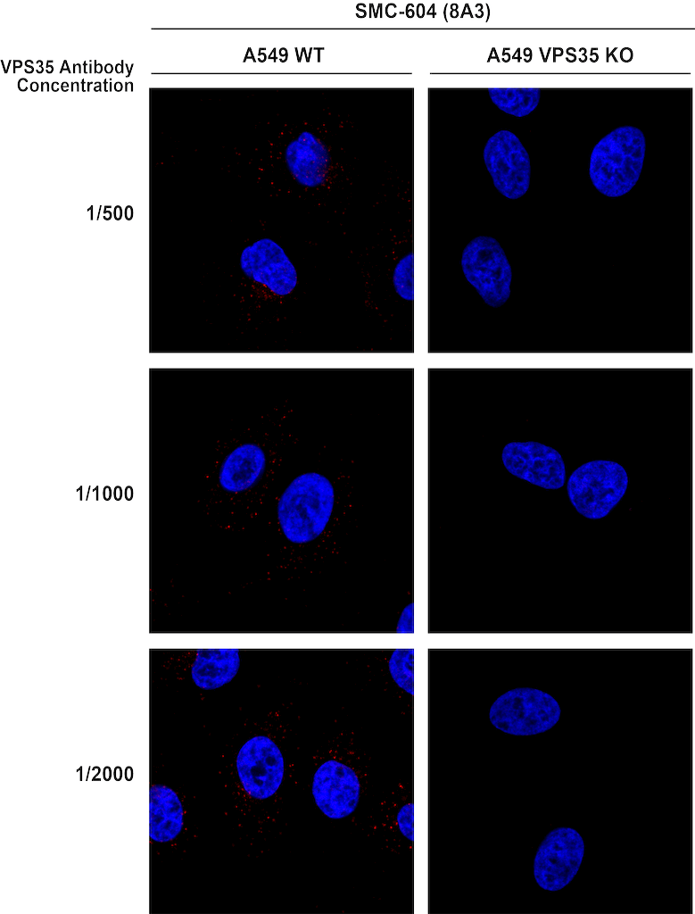 <p>Immunocytochemistry/Immunofluorescence analysis using Mouse Anti-VPS35 Monoclonal Antibody, Clone 8A3 (SMC-604). Tissue: A549 WT, VPS35 KO cells. Species: Human. Primary Antibody: Mouse Anti-VPS35 Monoclonal Antibody (SMC-604). Secondary Antibody: Donkey Anti-Mouse AlexaFluor 594. Clone can detect VPS35 at 1/2000 concentration.</p>

