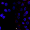 Mouse Anti-VPS35 Antibody [8A3] used in Immunocytochemistry/Immunofluorescence (ICC/IF) on Human A549 cells (SMC-604)