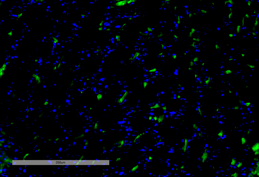 <p>Immunohistochemistry analysis using Mouse Anti-VPS35 Monoclonal Antibody, Clone 8A3 (SMC-604). Tissue: Kidney. Species: Mouse. Primary Antibody: Mouse Anti-VPS35 Monoclonal Antibody (SMC-604) at 1:100 for Overnight at 4C, then 30 min at 37C. Secondary Antibody: Goat Anti-Mouse IgG (H+L): FITC for 45 min at 37C. Counterstain: DAPI for 3 min at RT. Magnification: 20X.</p>
