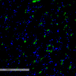 SMC-604_VPS35_Antibody_8A3_IHC_Mouse_Kidney_1.png