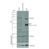 Mouse Anti-VPS35 Antibody [8A3] used in Immunoprecipitation (IP) on Human A549 cells (SMC-604)