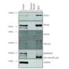 Mouse Anti-VPS35 Antibody [8A3] used in Immunoprecipitation (IP) on Human A549 cells (SMC-604)