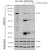 Mouse Anti-VPS35 Antibody [8A3] used in Immunoprecipitation (IP) on Human A549 cells (SMC-604)