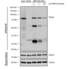 Mouse Anti-VPS35 Antibody [8A3] used in Immunoprecipitation (IP) on Mouse embryonic fibroblast (SMC-604)