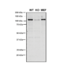 Mouse Anti-VPS35 Antibody [8A3] used in Western Blot (WB) on Human, Mouse A549, MEF (SMC-604)