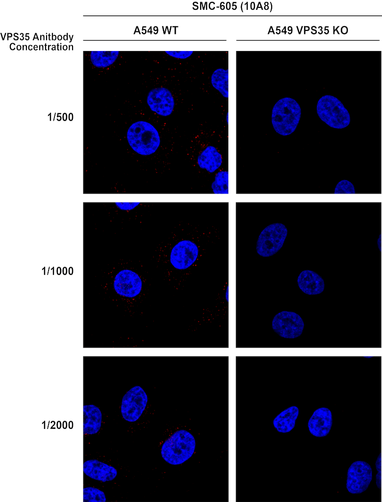 <p>Immunocytochemistry/Immunofluorescence analysis using Mouse Anti-VPS35 Monoclonal Antibody, Clone 10A8 (SMC-605). Tissue: A549 WT, VPS35 KO cells. Species: Human. Primary Antibody: Mouse Anti-VPS35 Monoclonal Antibody (SMC-605). Secondary Antibody: Donkey Anti-Mouse AlexaFluor 594. Clone can detect VPS35 at 1/2000 concentration.</p>
